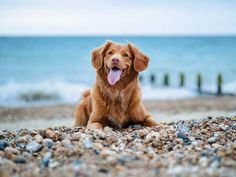 Dog Friendly Beaches in Cornwall